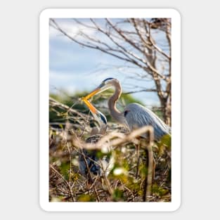 Great Blue Herons Nesting Sticker